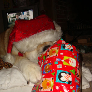 funny akita wearing santa hat cute christmas dog jigsaw puzzle