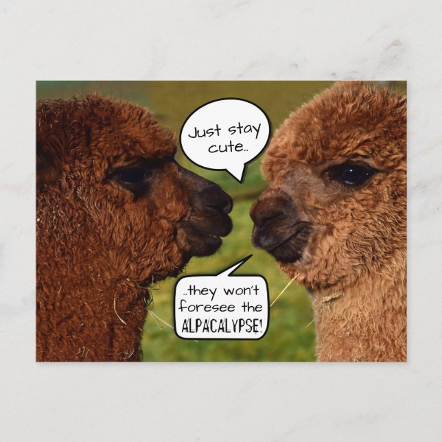 Funny Alpaca Alpacalypse Scheming Postcard (Front)