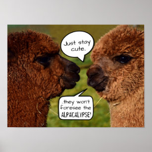 Funny Alpaca Alpacalypse Scheming Poster