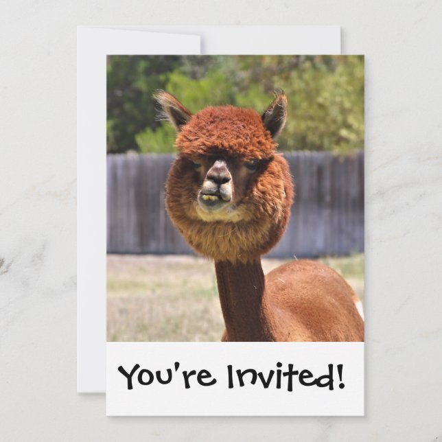 Funny Alpaca Invitation (Front)