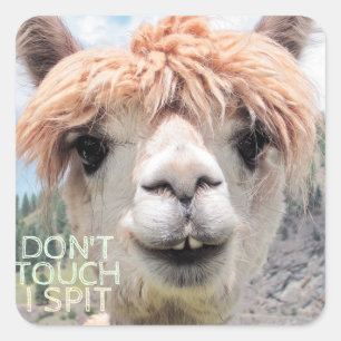 Funny Alpaca Llama Don't Touch I Spit Square Sticker