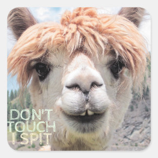 Funny Alpaca Llama Don't Touch I Spit Square Sticker