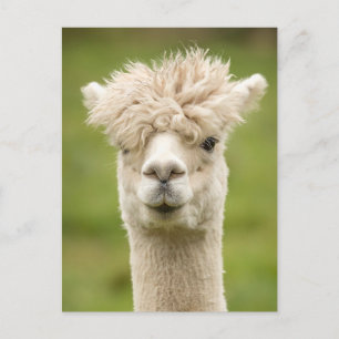 Funny Alpaca Postcard