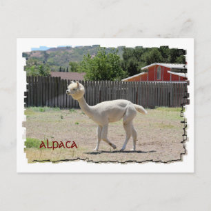 Funny Alpaca Postcard