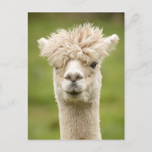 Funny Alpaca Postcard