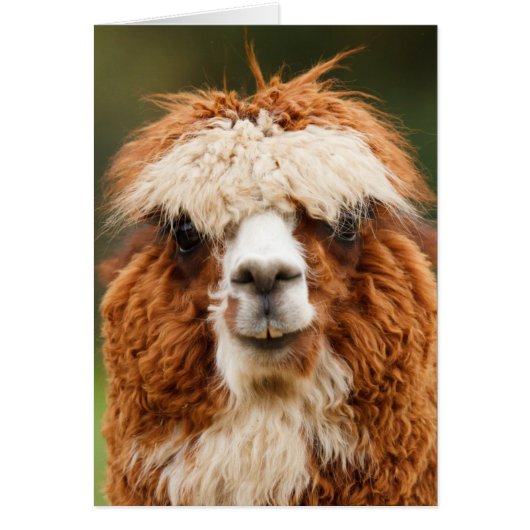 Funny alpaca with big teeth cards (Front)