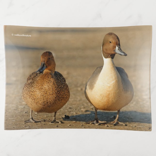 Funny American / Northern Pintail Ducks Gothic Trinket Tray (Front)