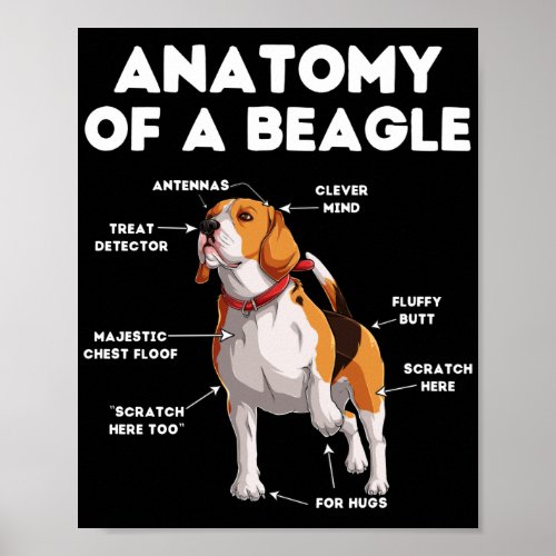 Funny Anatomy of a Beagle Poster