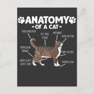 Funny Anatomy of a Cat Cute Kitty Lover Pet Owner Postcard