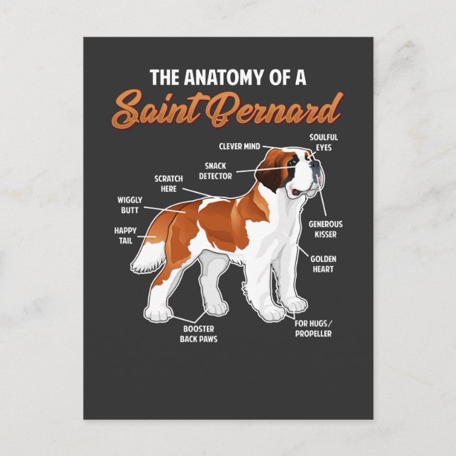 Funny Anatomy of a Saint Bernard Dog Animal Friend Postcard (Front)