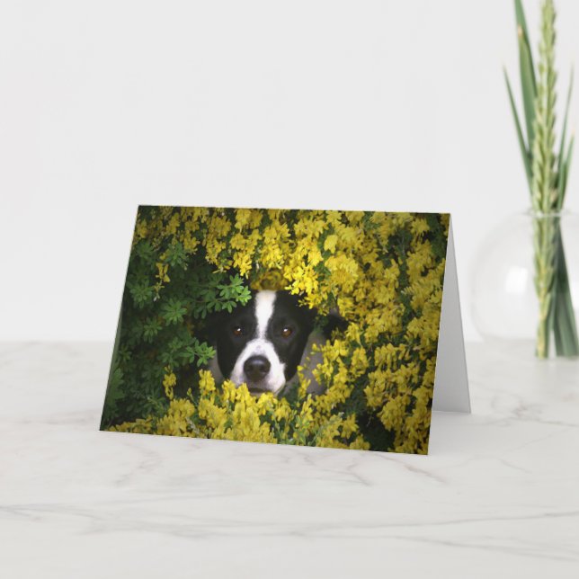 Funny and Cute Dog in the Flowers Birthday Card (Front)