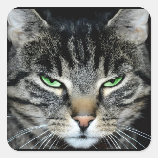 Funny Angry Grumpy Judgemental Cat Square Sticker