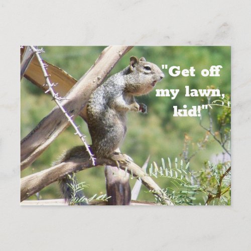 Funny Angry Squirrel Postcard