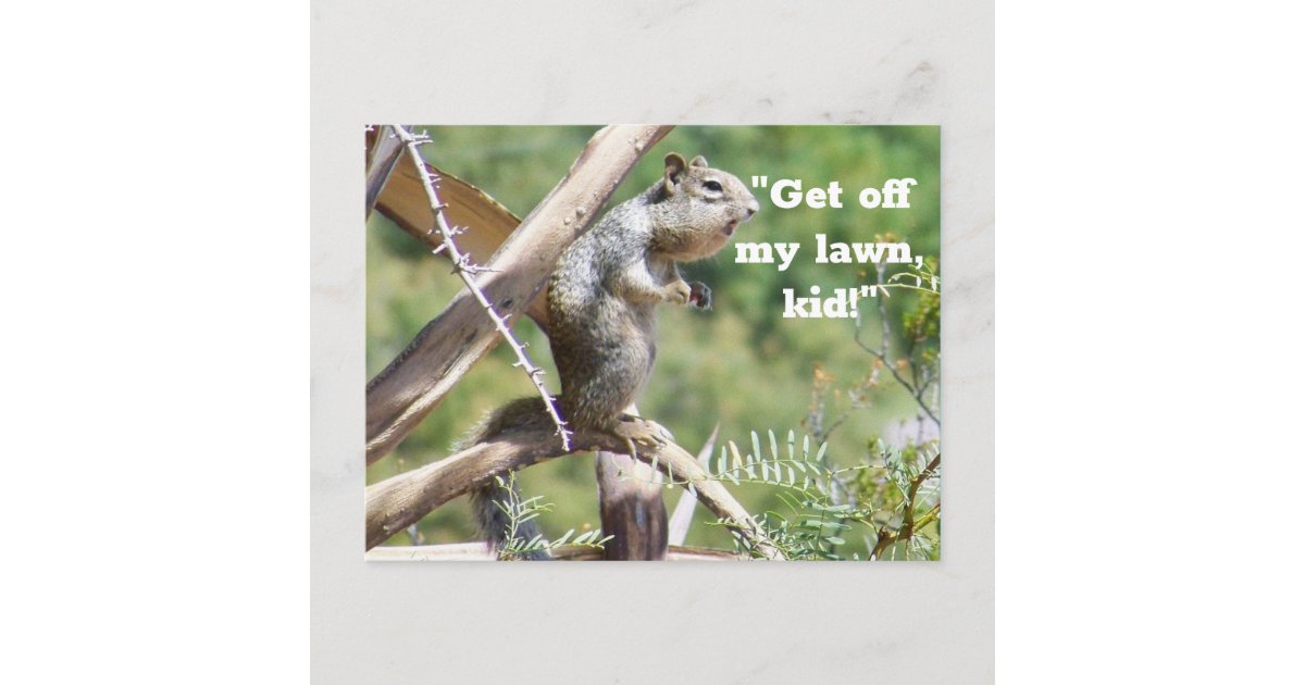 Funny Angry Squirrel Postcard | Zazzle