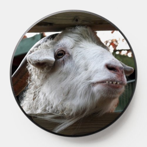 Funny animal funny sheep silly looking curly hair PopSocket