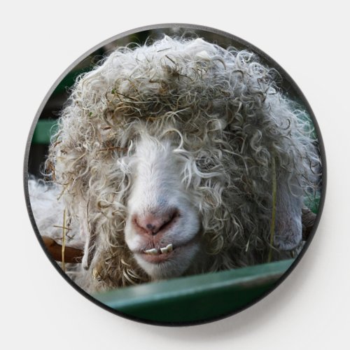 Funny animal funny sheep silly looking curly hair PopSocket