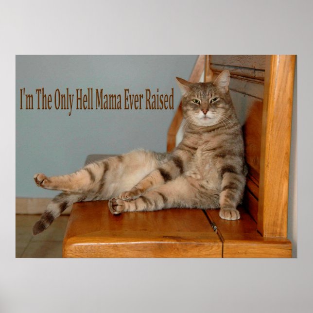 Funny Animal Memes Cat Memes Humorous Photos Poster (Front)