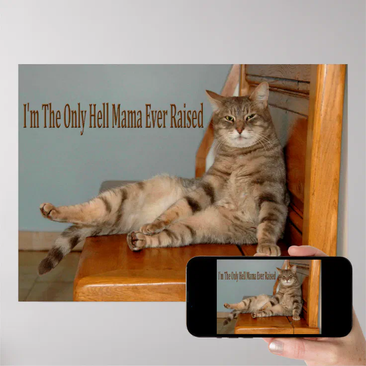 Funny Animal Memes Cat Memes Humorous Photos Poster | Zazzle