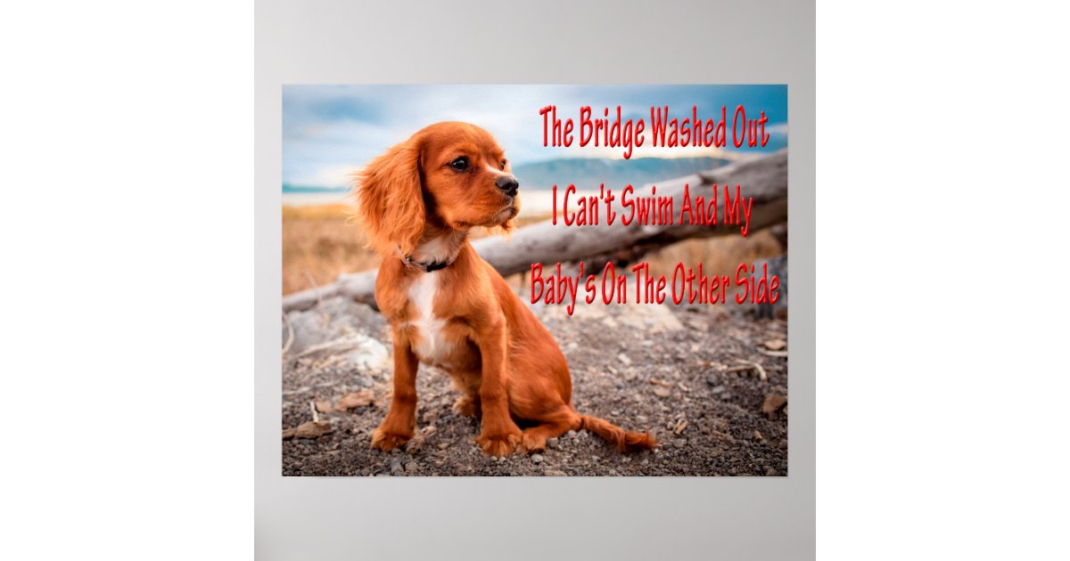 Funny animal memes Dog memes Humorous Photos Poster | Zazzle