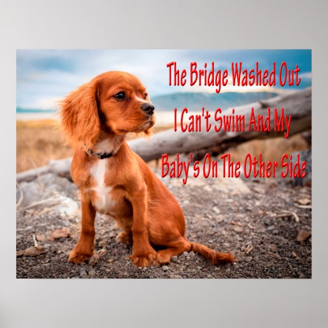 Funny animal memes Dog memes Humorous Photos Poster (Front)
