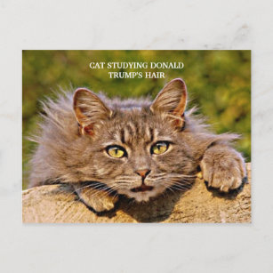 Funny Anti-Trump Cat Studying Trump's Hair Postcard
