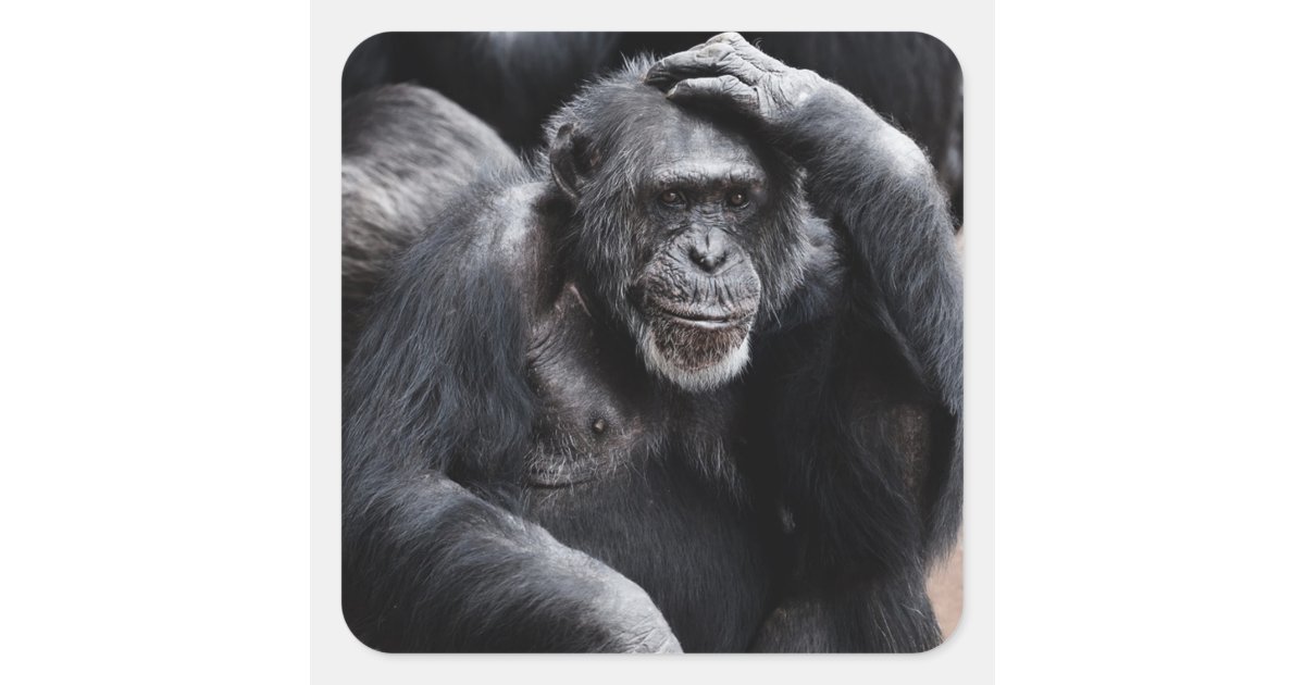 Funny Ape Sticker | Zazzle Funny Ape Sticker | Zazzle