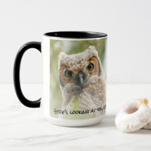Funny Baby Owl Yellow Eyes Looking at You