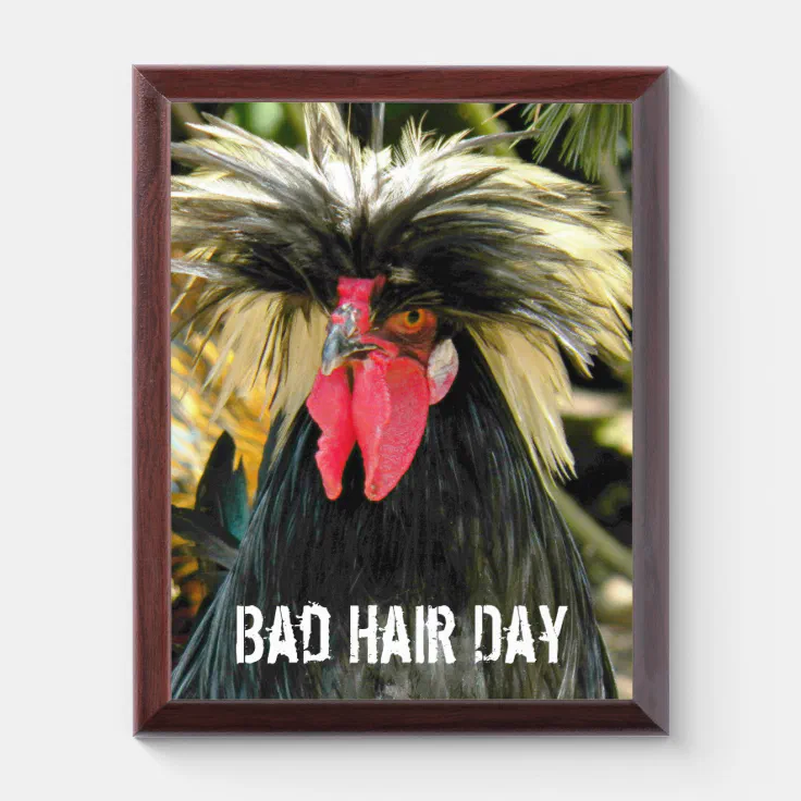 Funny Bad Hair Day Chicken Photo Wall Plaque | Zazzle