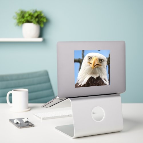 Funny Bald Eagle Face Wildlife Photography Sticker