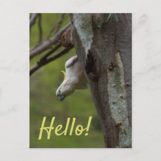 Funny Beautiful Cockatoo Parrot Bird Upside Down