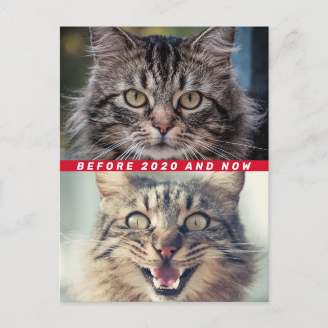 Funny Before And After 2020 Cat How Are You Doing? Postcard (Front)
