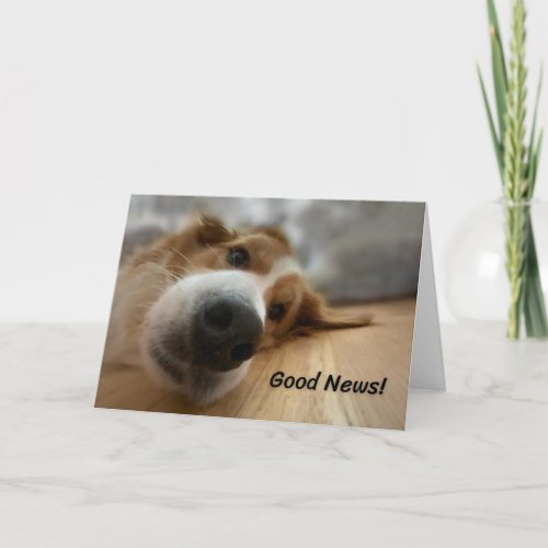 Funny Bernese Mountain Dog with Big Nose Birthday  Card