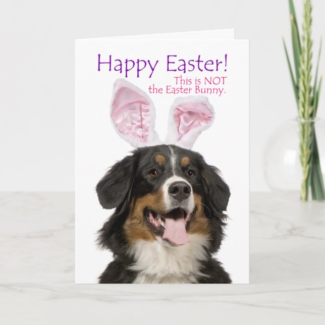 Funny Bernese Mt. Dog Easter Card (Front)