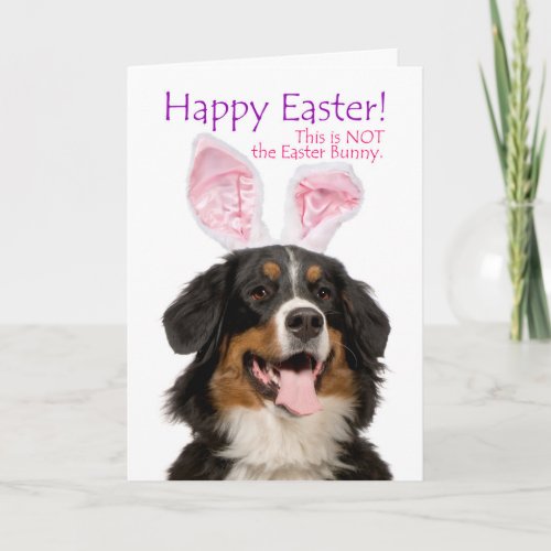 Funny Bernese Mt Dog Easter Card