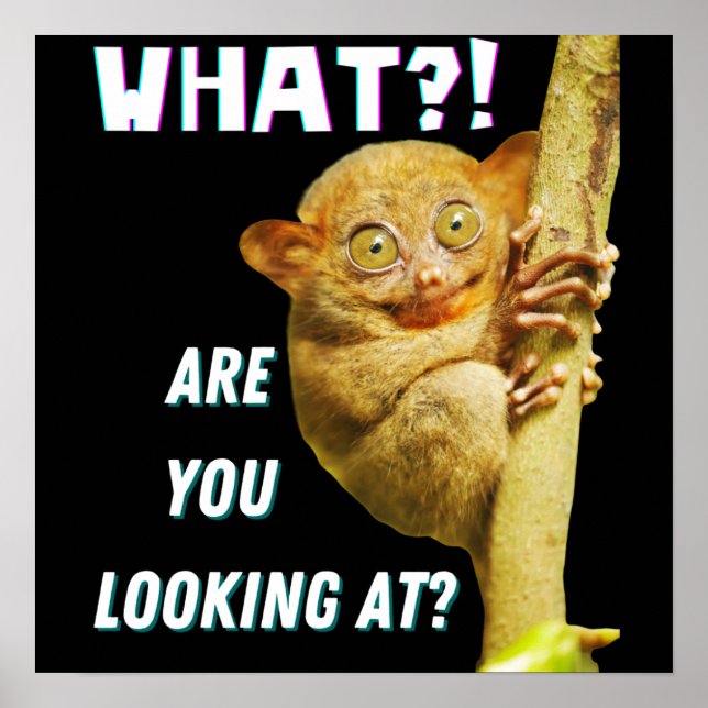 Funny Big Eyed Tarsier What Are You Looking At Poster (Front)