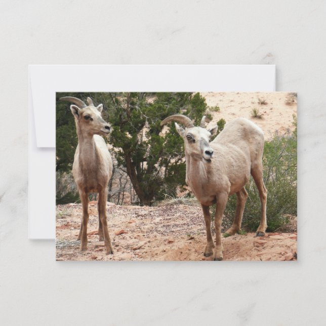 Funny Bighorn Sheep at Zion National Park (Front)