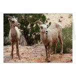 Funny Bighorn Sheep at Zion National Park