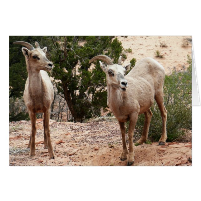 Funny Bighorn Sheep at Zion National Park (Front Horizontal)