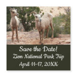 Funny Bighorn Sheep at Zion National Park