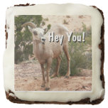 Funny Bighorn Sheep at Zion National Park Brownie