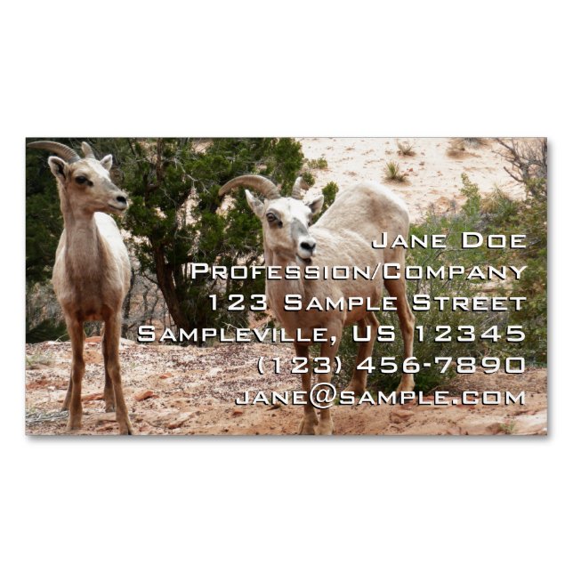 Funny Bighorn Sheep at Zion National Park Business Card Magnet (Front)