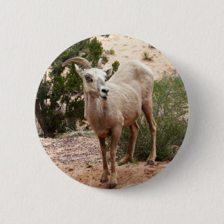 Funny Bighorn Sheep at Zion National Park Button