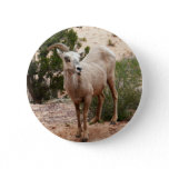 Funny Bighorn Sheep at Zion National Park Button