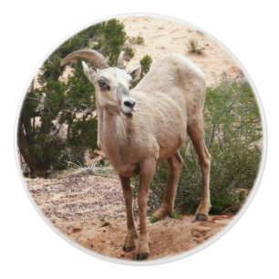 Funny Bighorn Sheep at Zion National Park Ceramic Knob