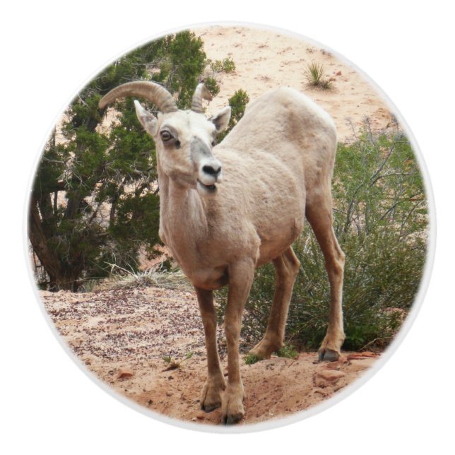 Funny Bighorn Sheep at Zion National Park Ceramic Knob (Front)