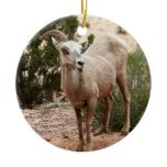 Funny Bighorn Sheep at Zion National Park Ceramic Ornament