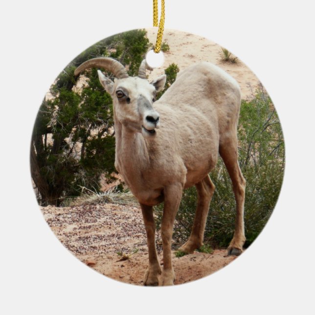 Funny Bighorn Sheep at Zion National Park Ceramic Ornament (Front)