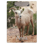 Funny Bighorn Sheep at Zion National Park Clipboard
