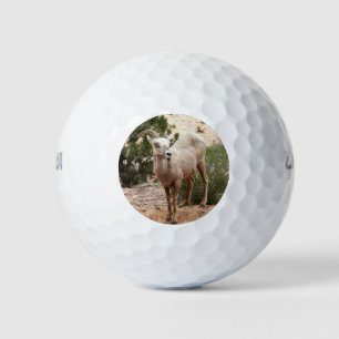 Funny Bighorn Sheep at Zion National Park Golf Balls