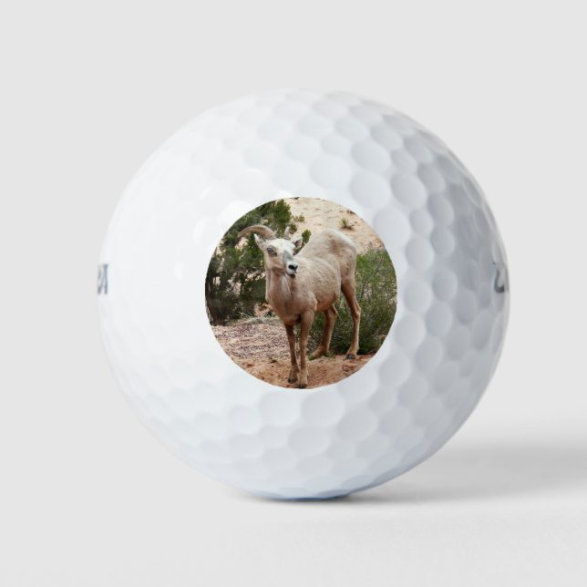 Funny Bighorn Sheep at Zion National Park Golf Balls (Front)